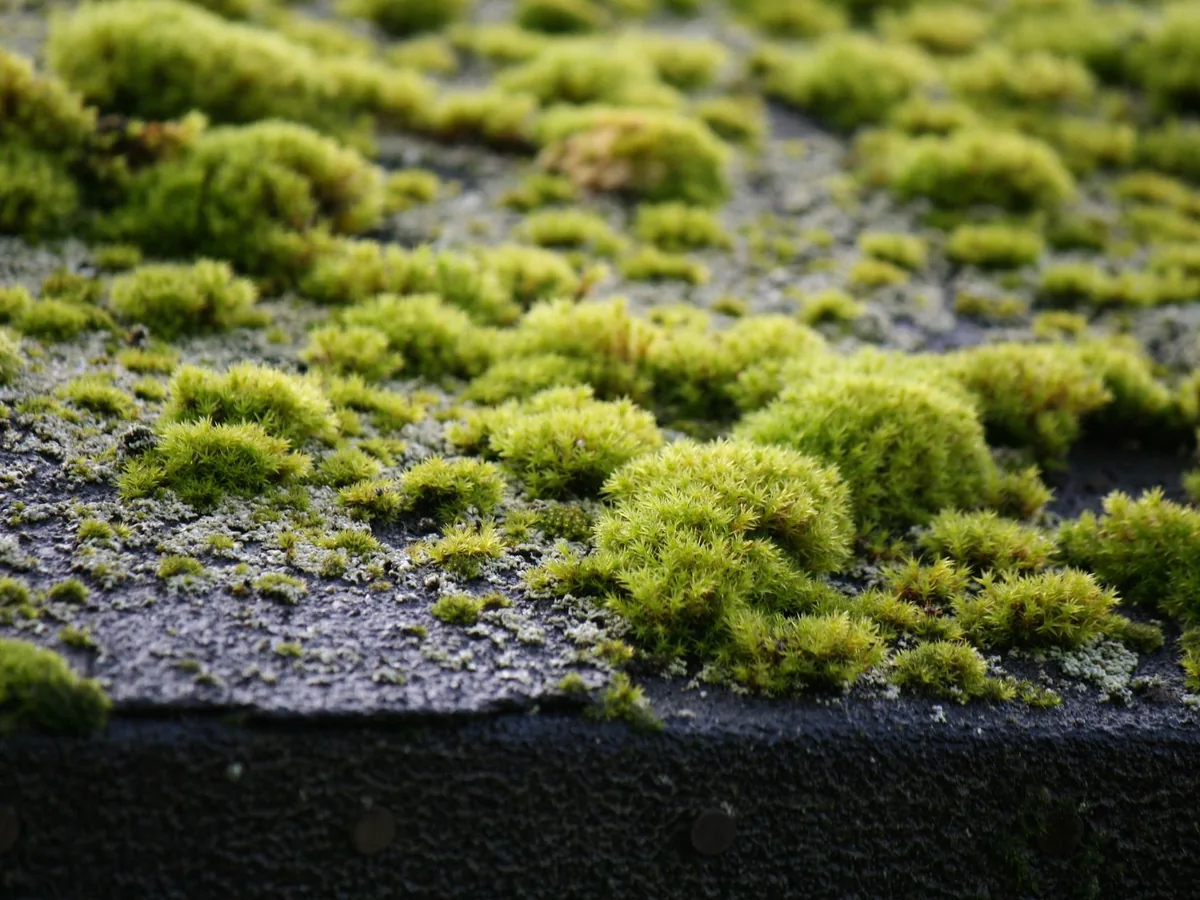 A moss-covered tiled roof seen from below, before the moss is cleared