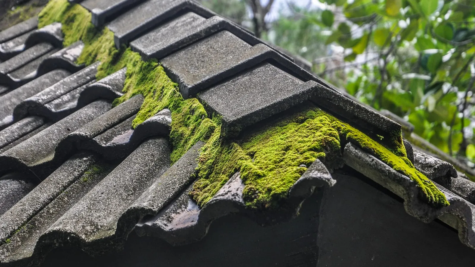 Thick moss growing across the ridge and tiles of a concrete tiled roof