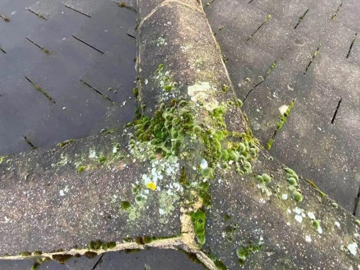 Moss and lichen built up along the ridge and valley of a tiled roof